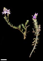 Veronica pimeleoides subsp. pimeleoides. Sprigs. Scale = 10 mm.
 Image: M.J. Bayly & A.V. Kellow © Te Papa CC-BY-NC 3.0 NZ